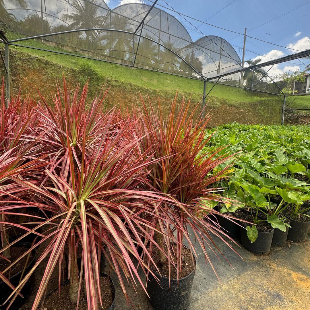 Snapinsta.app_429950025_312512428510741_489120740764578366_n_1080